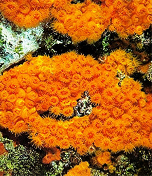 coralli arancioni mediterraneo